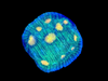 Raja Rampage Chalice Coral Frag