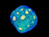 Raja Rampage Chalice Coral Frag