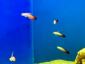 Orange Firefish Goby