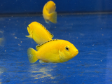 Electric Yellow Cichlid (Labidochromis caeruleus)