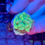 Lucky Charms Montipora