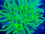 Holy Grail Torch Coral