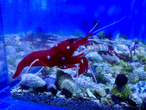 Blood Red Shrimp