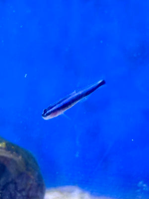 Neon Blue Cleaner Goby.