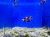 ORA Aquaculture Clownfish