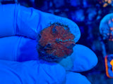 Red Discosoma Mushroom Coral