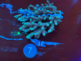 XL Acropora Colonies