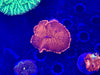 Rhodactis Mushroom