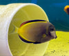 Powder Brown Tang