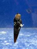 Orange Rabbit Snail
