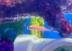 Slender Whitleyi Anthias