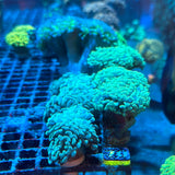 Hammer Coral Frag