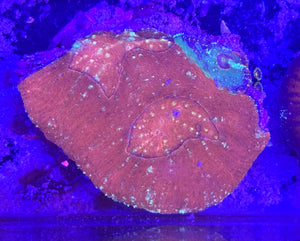 Red Australomussa Coral Colony