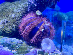 Tuxedo Urchin