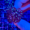 Green Center Jasmine Clove Polyp Coral Frag