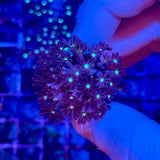 Green Center Jasmine Clove Polyp Coral Frag