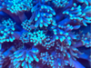 Teal (Blue/Green) Goniopora Frag