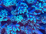 Teal (Blue/Green) Goniopora Frag