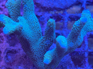 Green Montipora Digitata Coral