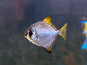 Mono Argentus