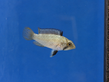 Dwarf Panda Cichlid