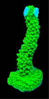 Green Slimer Acropora
