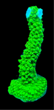 Green Slimer Acropora
