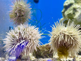 Variegated Urchin