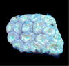 Multicolor Favia Frag, Assorted Variety