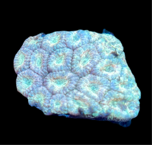 Multicolor Favia Frag, Assorted Variety