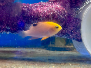 Talbot’s Damselfish