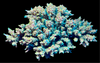RR Pink Floyd Acropora