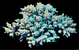 RR Pink Floyd Acropora