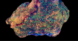 Sunset Montipora Coral Frag