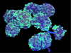 Bicolor Euphyllia Cristata Coral