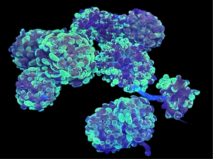 Bicolor Euphyllia Cristata Coral