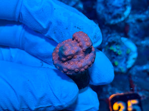 Pinky and the Brain Cyphastrea
