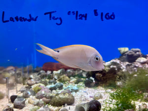 Lavender Tang