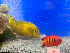 Orange Shoulder Tang
