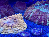 Assorted Acanthophyllia Coral