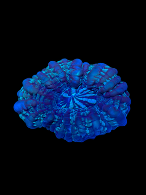 Green Cynarina Lacrymalis Coral