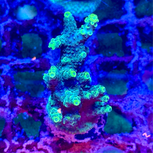 ORA Skyline Granulosa Acropora