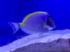 Powder Blue Tang