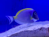 Powder Blue Tang
