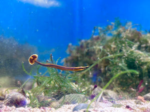 Blue Stripe Pipefish