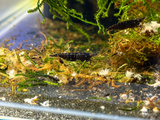 Neocaridina Davidi Shrimp