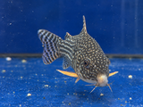 Threestripe Corydora