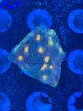 Yellow Eye Green Chalice Coral