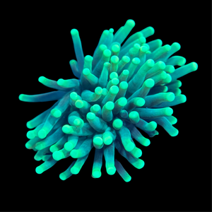 Green Tip Green Torch