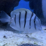Convict Tang, SSC